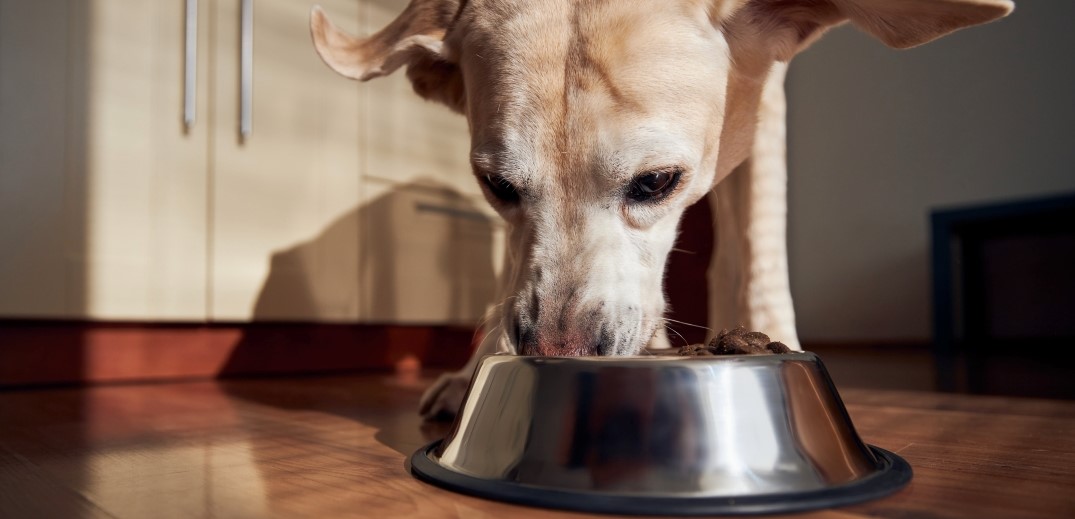 Cão bege a comer de tigela prateada