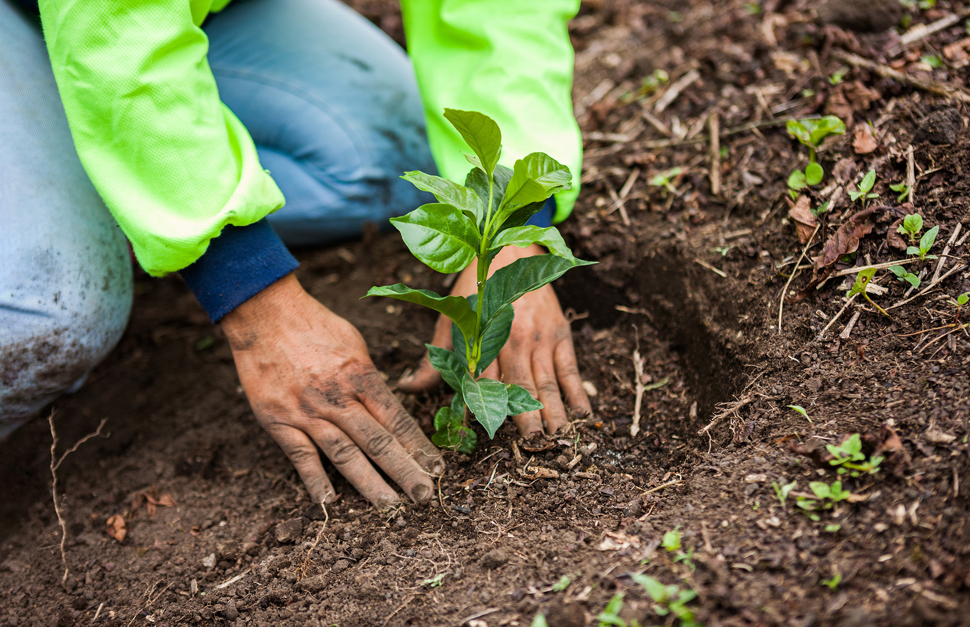 Agricultura Regenerativa