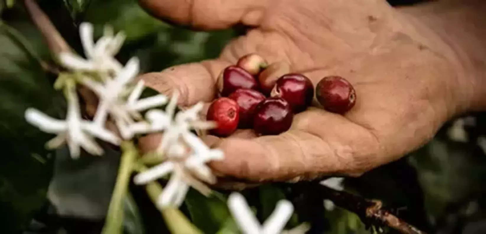 nespresso marcas climaticas
