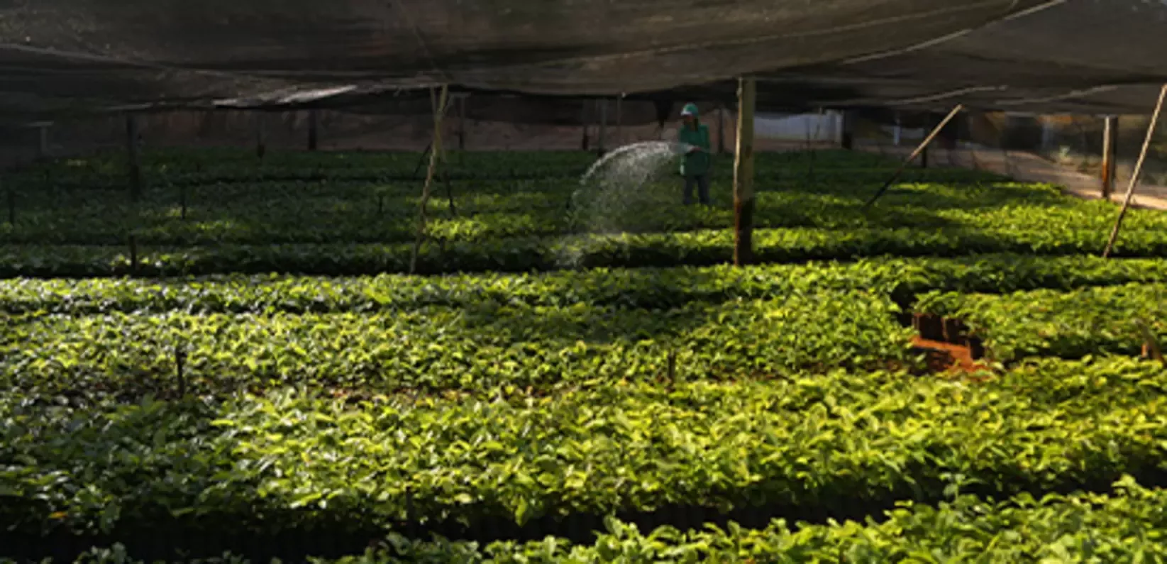 Coffee plantlets being grown on in a nursery