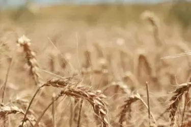 Agricultura regenerativa: um passo além na produção de papas infantis da Nestlé em Portugal