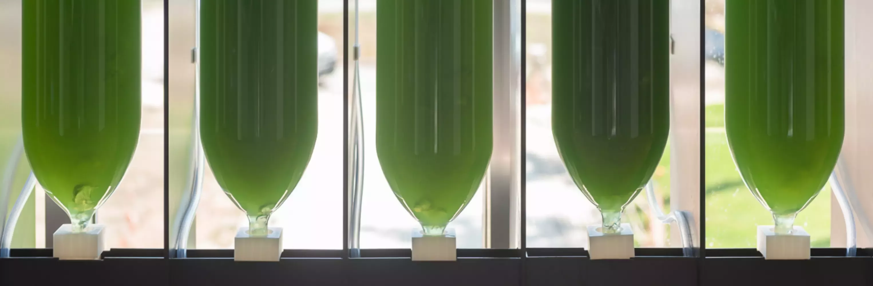 Bio Building