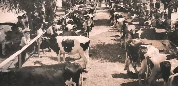 Concurso agropecuário no âmbito do projeto "Fomento Leiteiro"