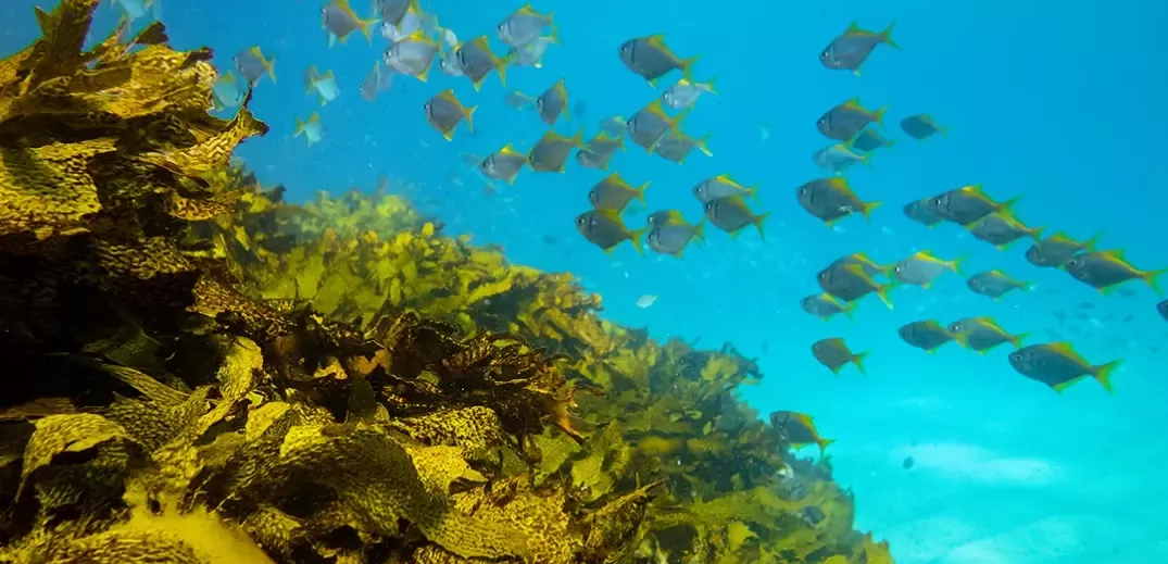 Restauração Oceanos