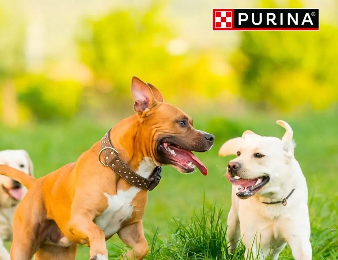 Purina Pet Festival