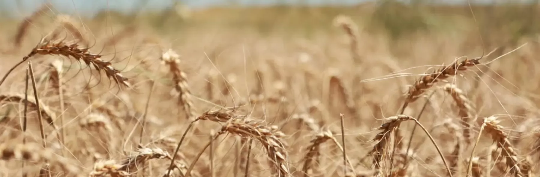 Agricultura regenerativa: um passo além na produção de papas infantis da Nestlé em Portugal