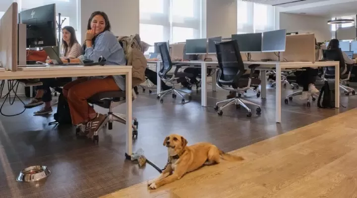 cão com colegas