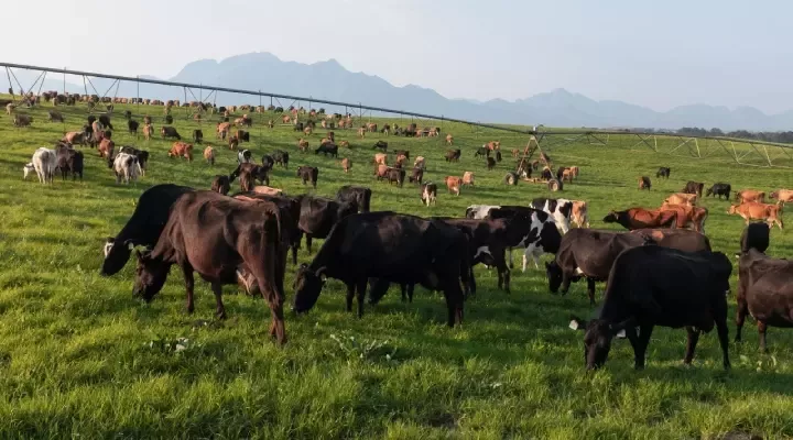 sustainability-raw-materials-dairy-card-bottom