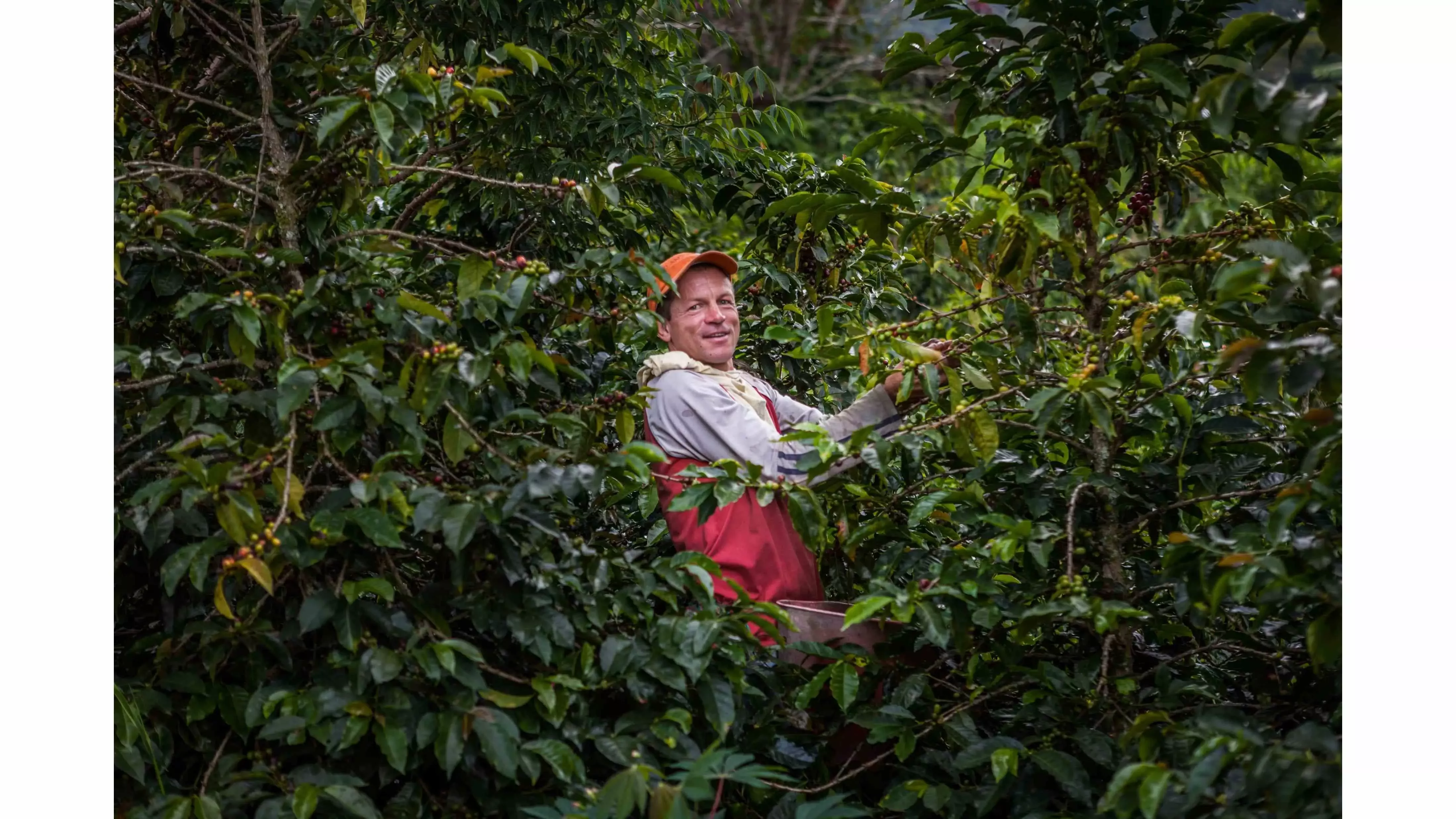 Agricultor na sua plantação de café