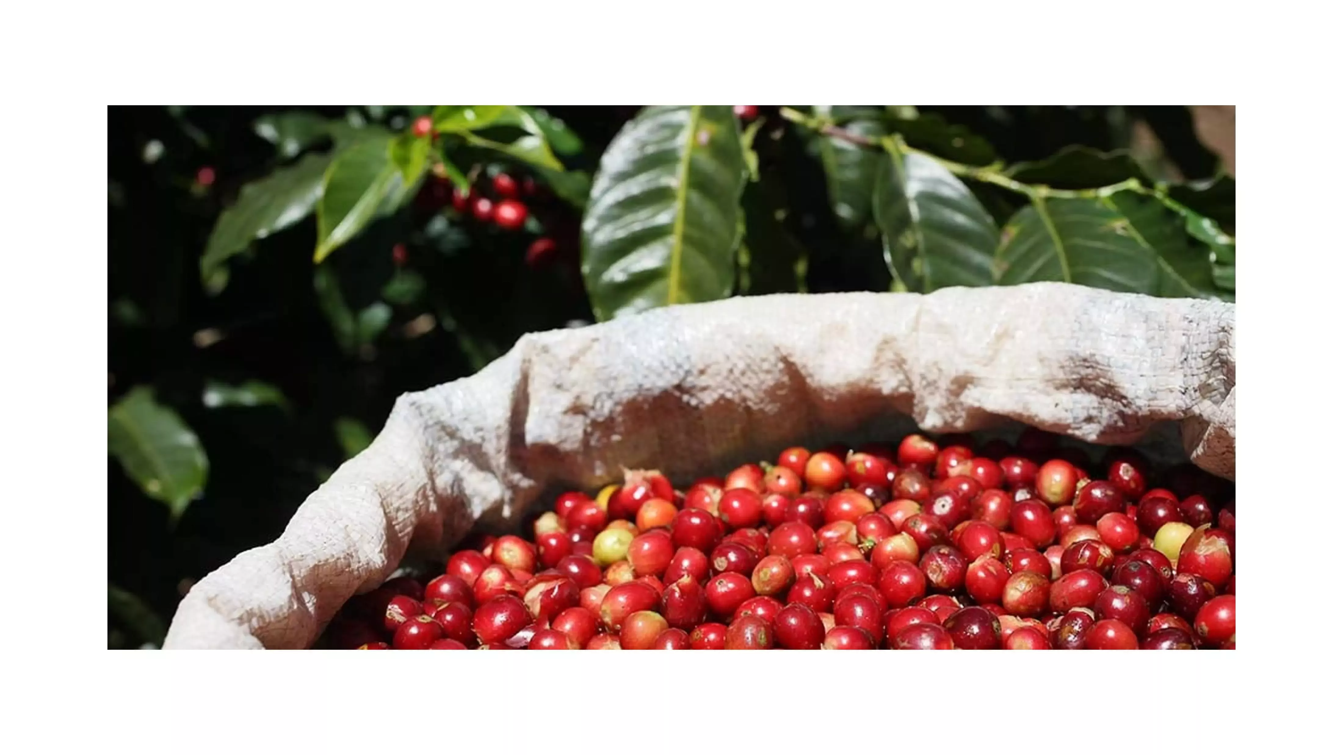 Grãos de café em saco numa plantação